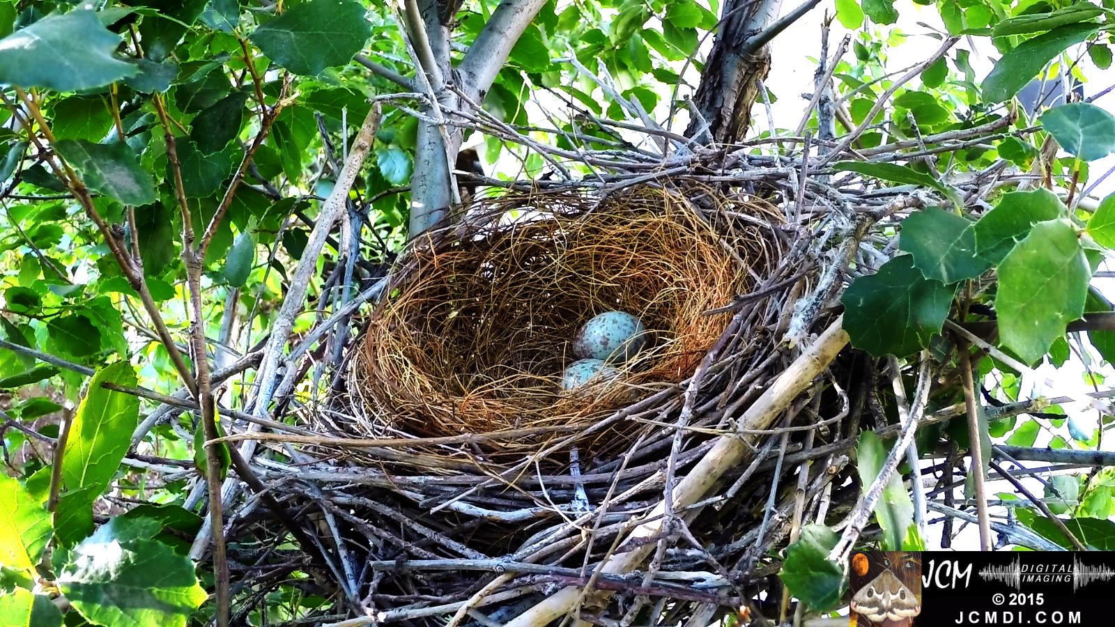 Scrub Jay nest and activity GoPro Hero3+ Black 3-3132015 Santa Clarita JCMDI.COM